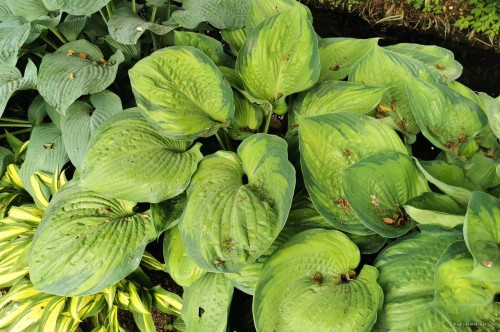 Hosta „Final Summation”