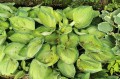 Hosta „Final Summation”