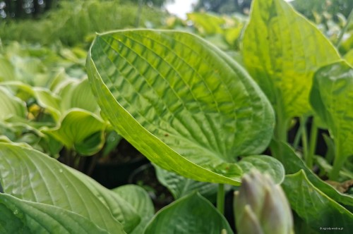 Hosta "Pewter Goblet"