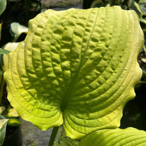 Hosta "Coast to Coast", fot. flickr.com, użytkownik Megan Hansen, licencja CC