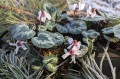 Cyclamen alpinum "Album"