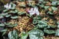 Cyclamen alpinum "Album"
