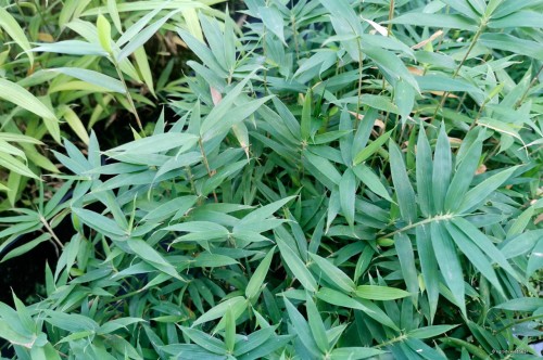 Pleioblastus pygmaeus var. distichus