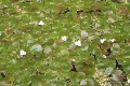 Hydrocharis morsus-ranae na zbiorniku wodnym