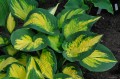 Hosta "Forbidden "Fruit"