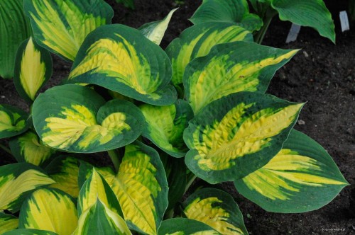 Hosta "Forbidden "Fruit"