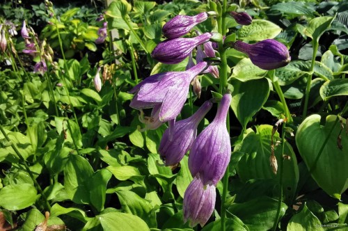 Hosta „Binkie”