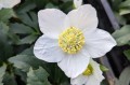 Helleborus niger "Mon Blanc"