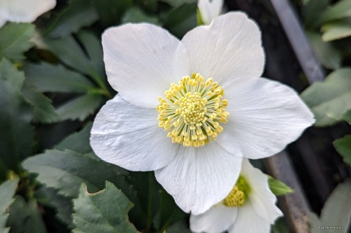 Helleborus niger "Mon Blanc"