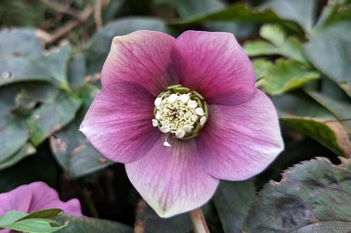 Helleborus orientalis "Amor"