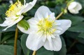 Helleborus niger "Snowdrift"