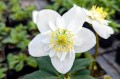 Helleborus niger "Snowdrift"