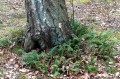 Polypodium vulgare w starym parku