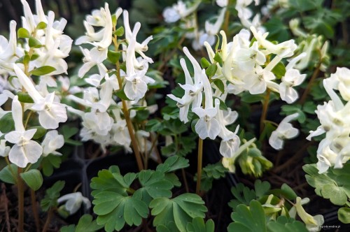 Corydalis caucasica