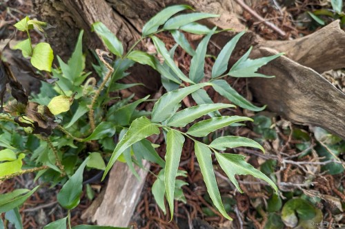 Cyrtomium devexiscapulae