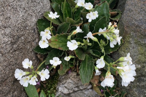 Haberlea rhodopensis "Virginalis"
