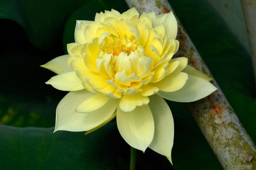 Nelumbo "Autumn in Moling"