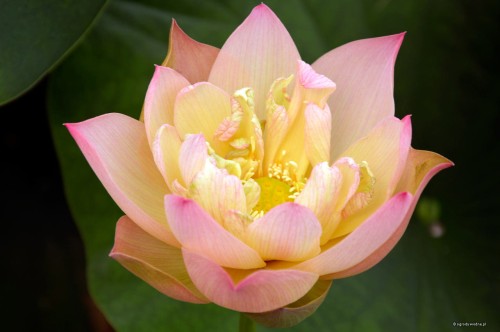 Nelumbo "Golden Sunset"