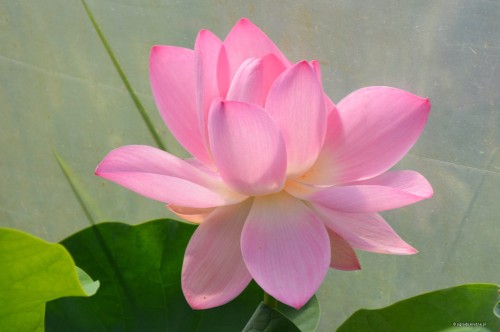 Nelumbo komarovii, fot. D.M.