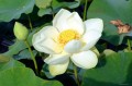 Nelumbo lutea
