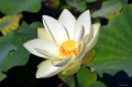 Nelumbo lutea