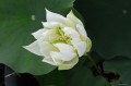 Nelumbo „Taoxi Flying Snow”