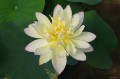 Nelumbo „Za Zhong”