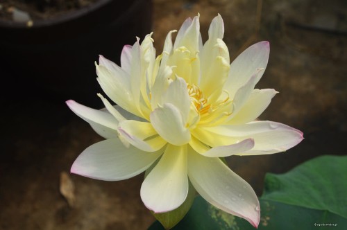 Nelumbo „Za Zhong”
