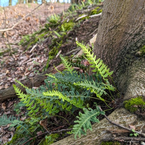 Polypodium vulgare