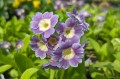Primula auricula „Fridl”