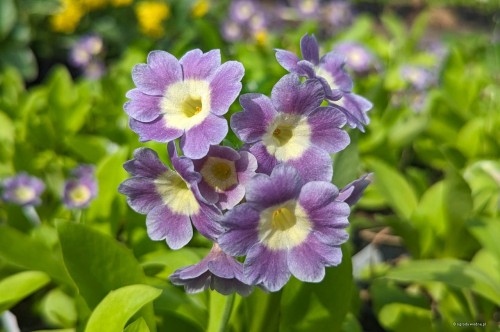 Primula auricula „Fridl”
