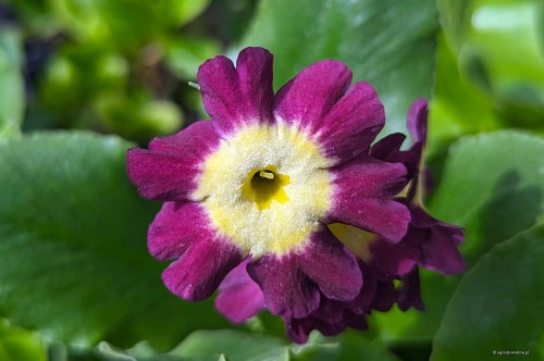 Primula auricula „Nanni”
