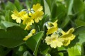 Primula auricula „Gundl”