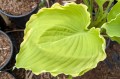 Hosta „Lakeside Breaking News”