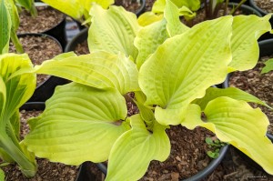 Hosta „Holar Rising Flame” - funkia