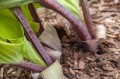 Hosta "Holar Rising Flame"