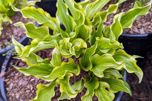 Hosta "Lakeside Hoola Hoop"
