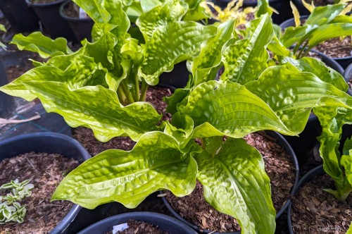 Hosta "Leapin' Lizard"