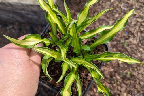 Hosta „First Mate”