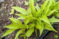 Hosta ''Munchkin Fire''