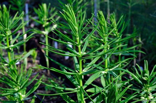 Polygonatum verticillatum „Serbian Dwarf”