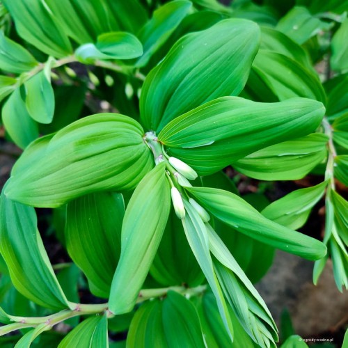 Polygonatum odoratum "Spiral Staircase", fot. ER