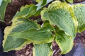Hosta ''Leather and Lace''