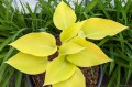 Hosta "Sunny Halcyon"