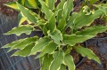 Hosta "Kinky Boots"