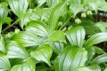 Polygonatum hirtum