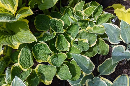 Hosta "Lakeside Circle O"