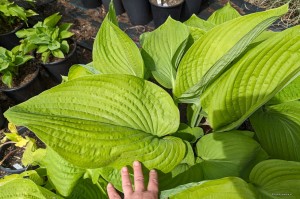 Hosta „Holar Arches Park” - funkia