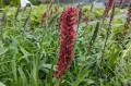Echium russicum