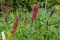 Echium russicum
